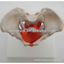 ISO Female pelvis model with pelvic muscles and pelvic organs